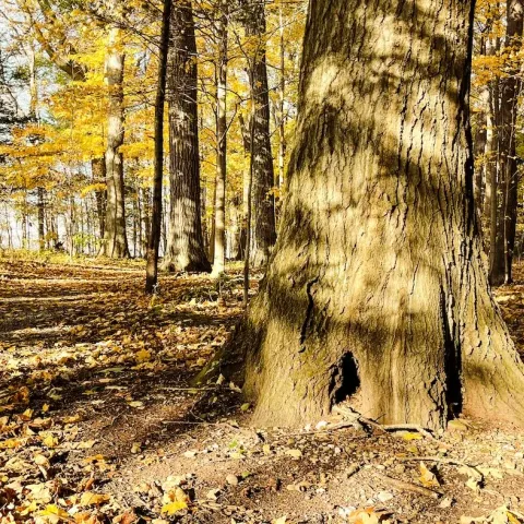 The base of a large hardwood tree in an autumn woodlot.